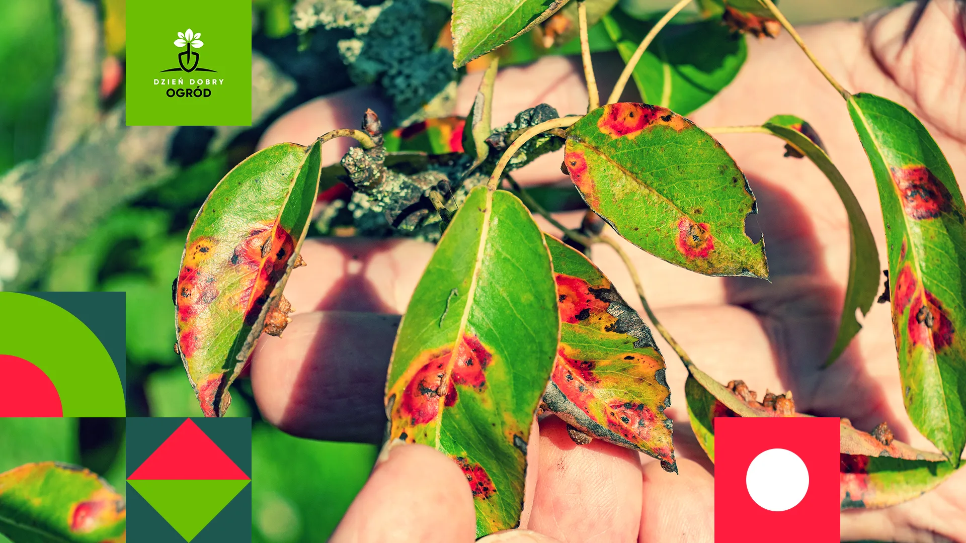 Choroby roślin – jak je rozpoznać i ograniczać