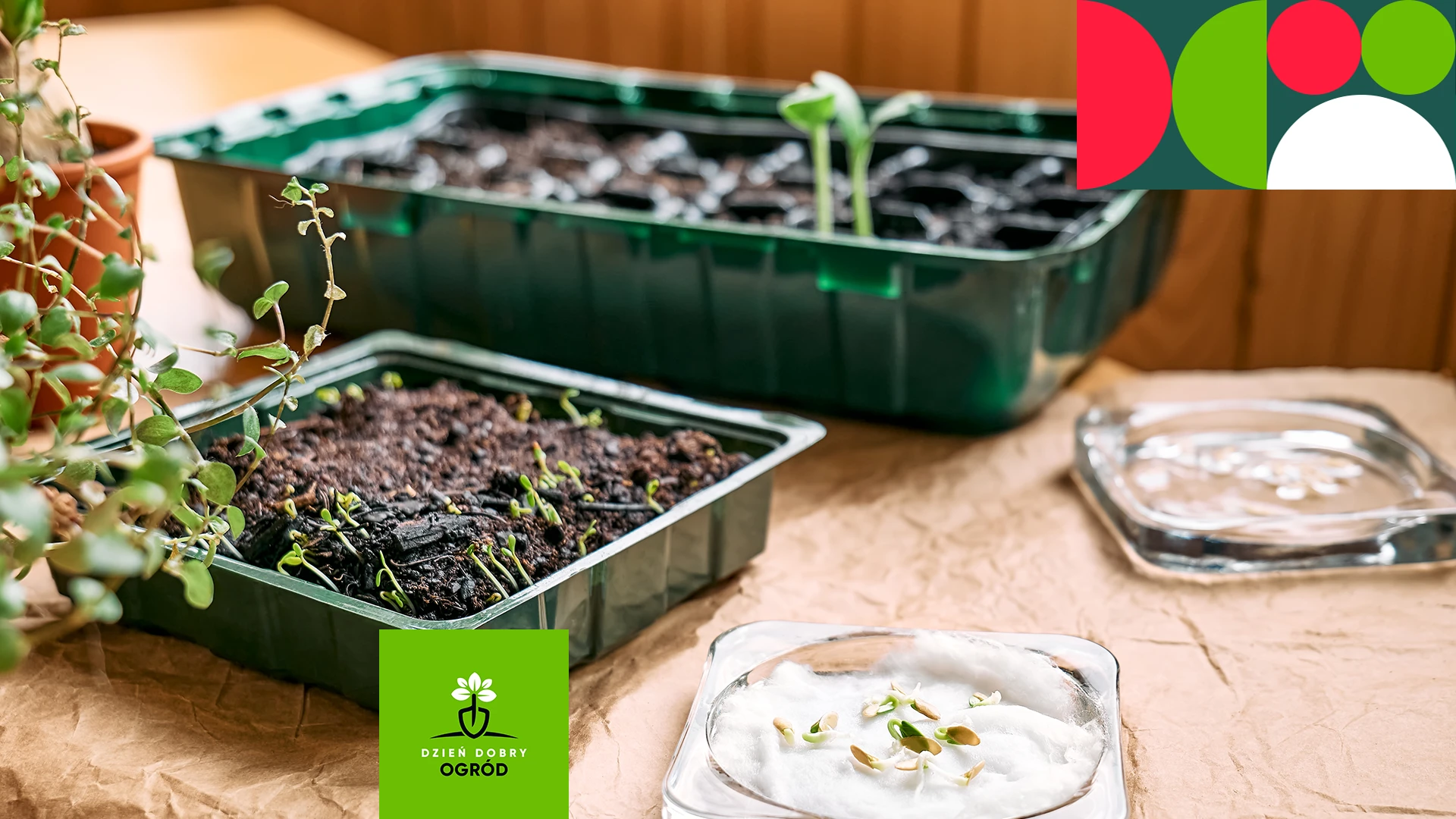 Styczeń w warzywniku – dlaczego to moment decyzji, a nie siewu