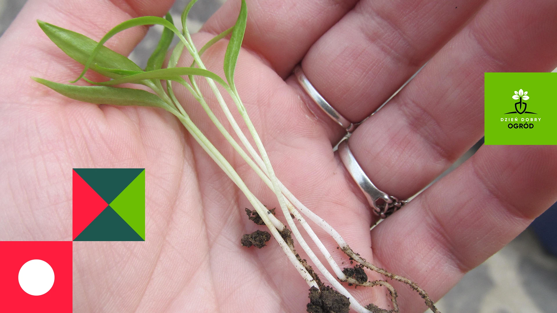 Test kiełkowania nasion – kiedy ma sens i jak uniknąć pustych grządek