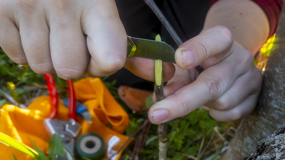Jak szczepić drzewka?