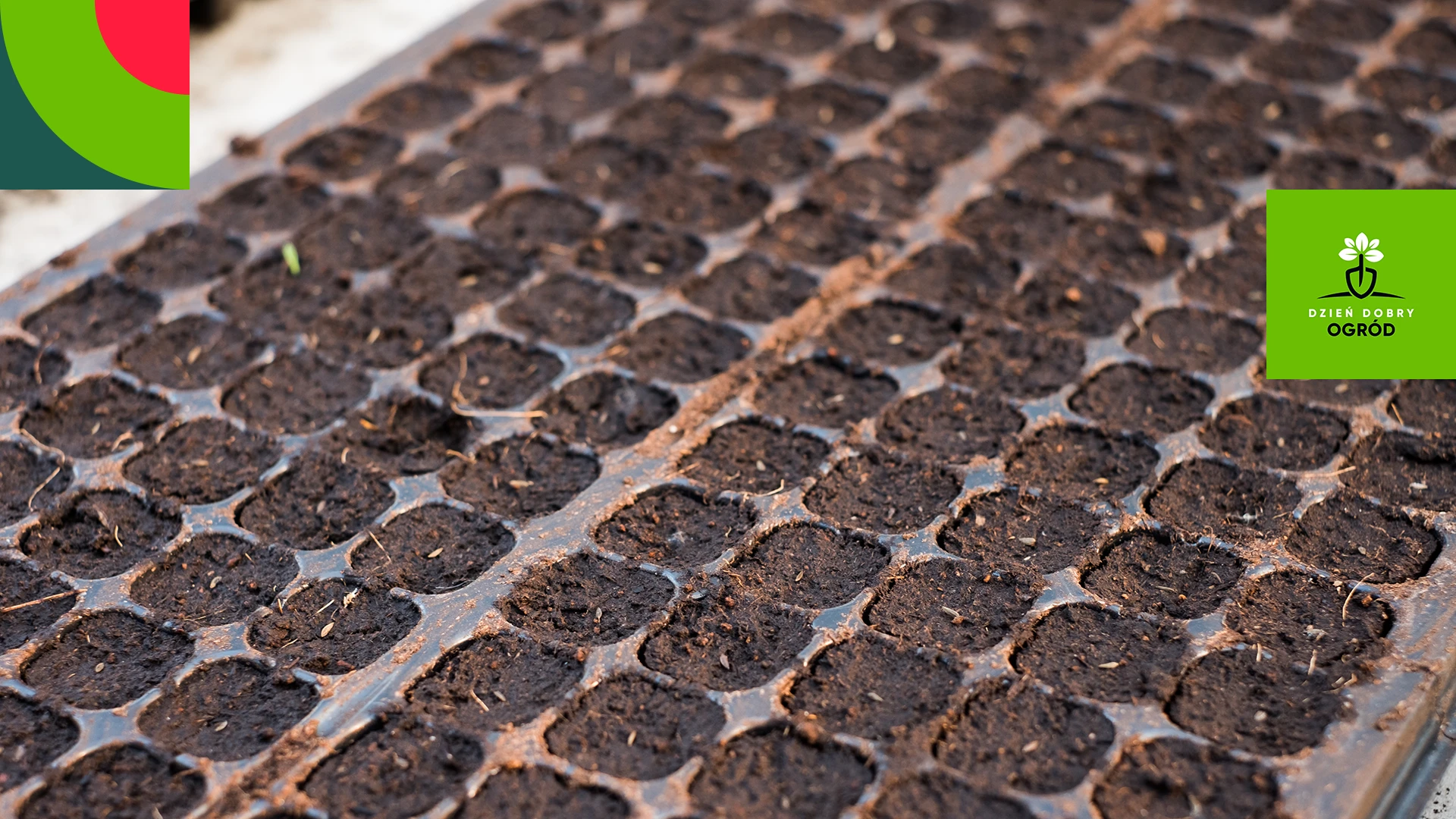 Które warzywa warto wysiewać najwcześniej – i dlaczego pośpiech może zaszkodzić