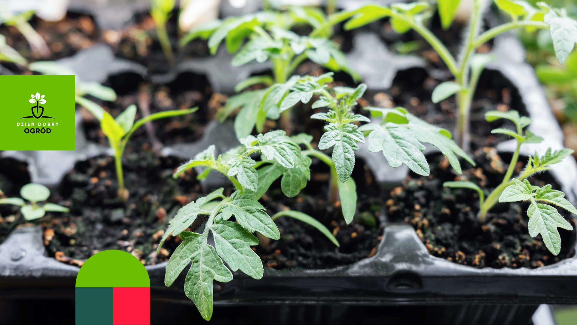 Rozsada pomidorów krok po kroku – jak nie zmarnować nasion i czasu