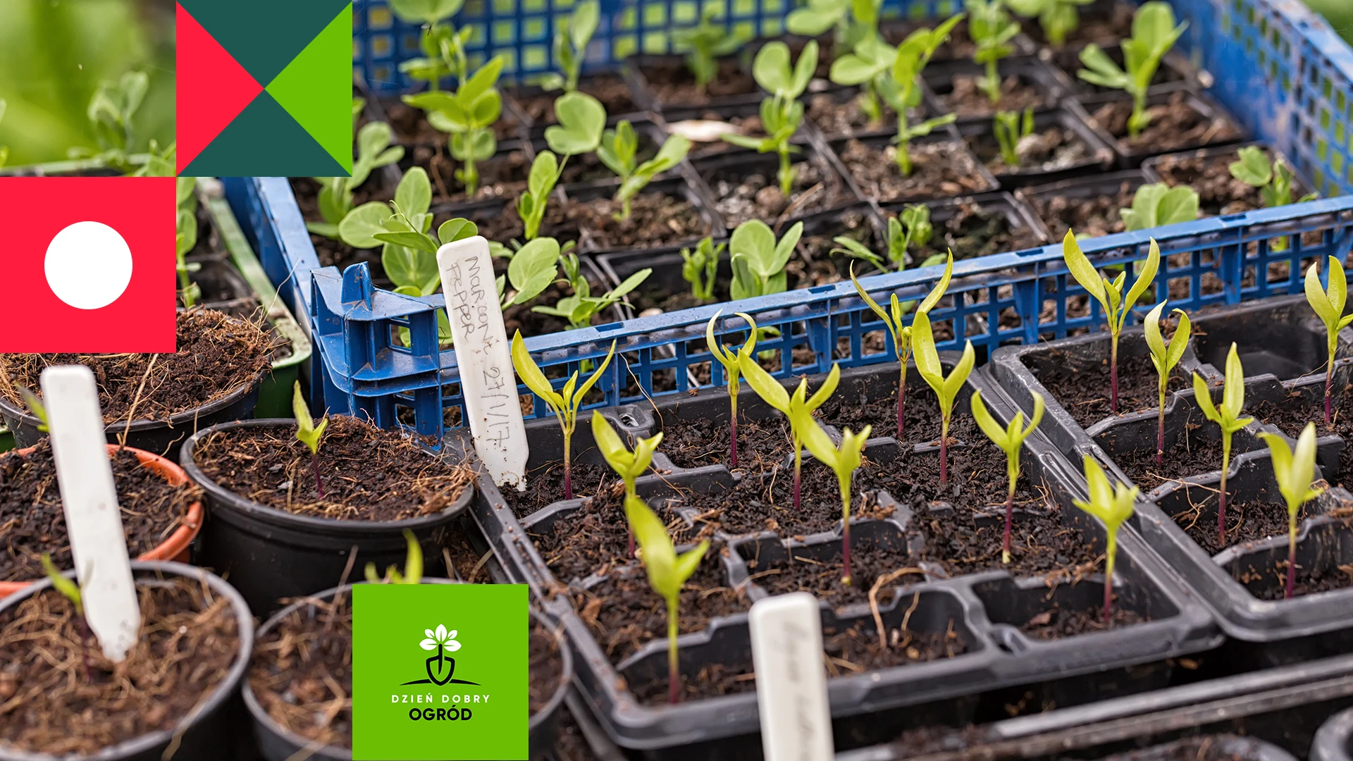 Kalendarz siewu warzyw w Polsce – kiedy siać, żeby miało sens