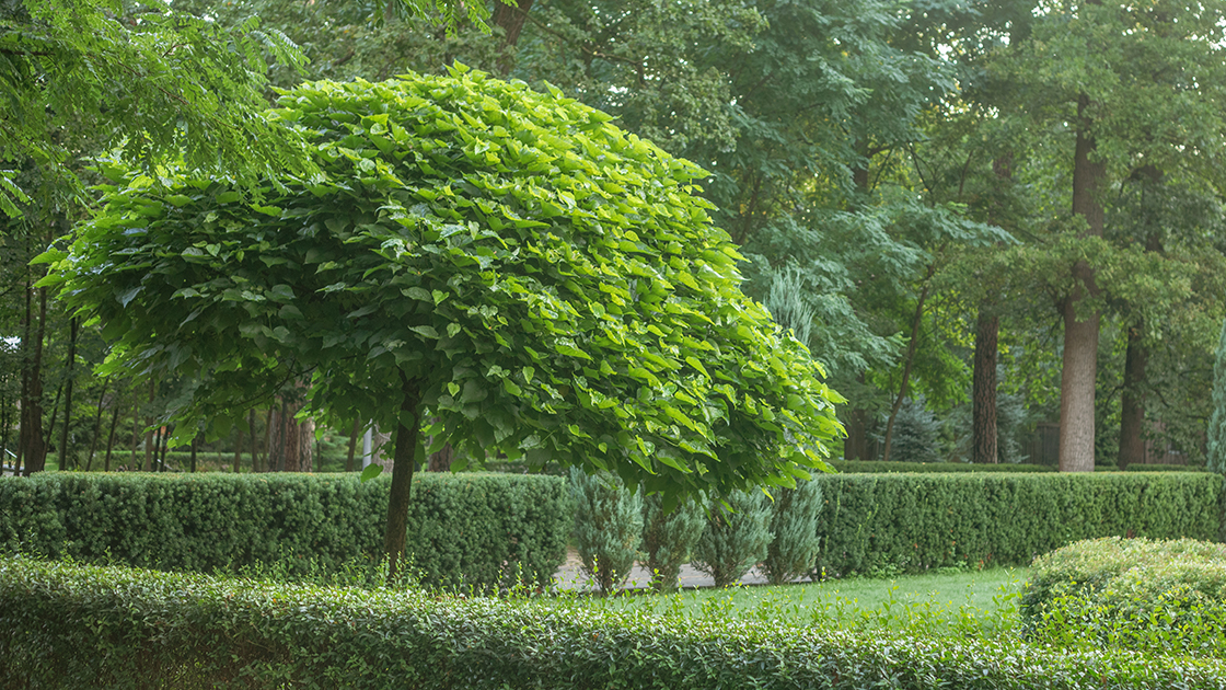 Katalpa w ogrodzie - jak o nią dobrze zadbać?