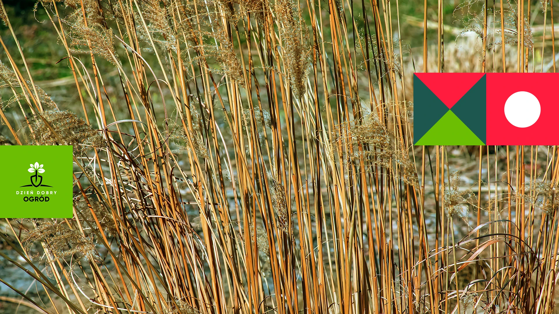 Przycinanie traw ozdobnych wiosną – ciąć czy tylko czyścić?