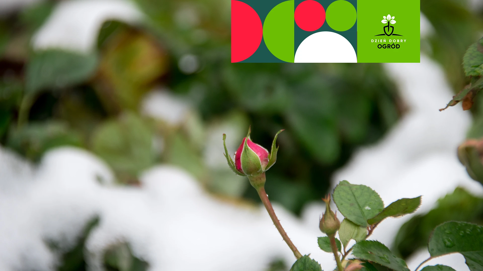 Oprysk olejowy w ogrodzie ozdobnym – kiedy go robić, żeby miał sens