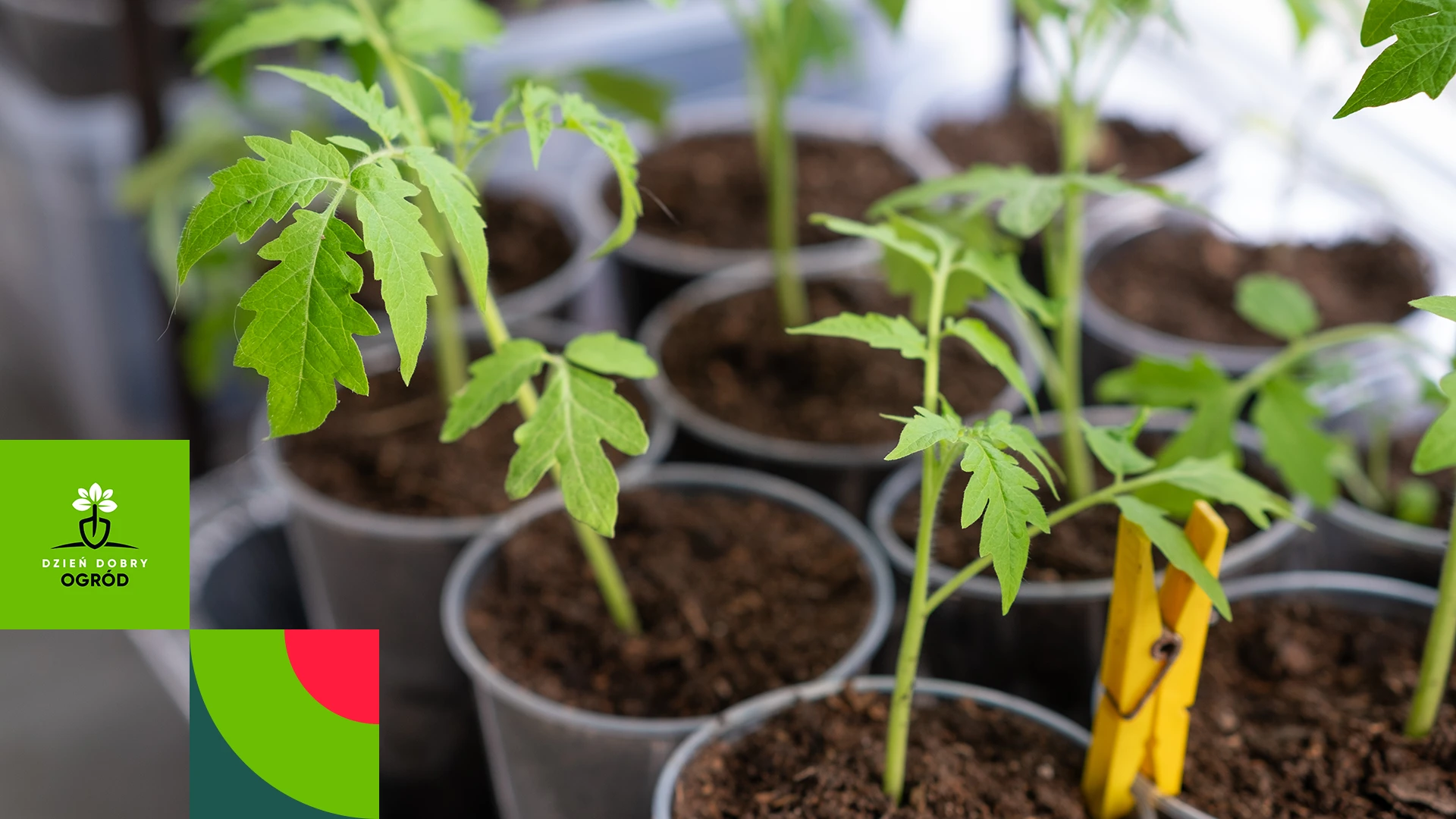 Rozsady pomidorów się wyciągają, żółkną lub stoją w miejscu – co to oznacza dla Twojego sezonu