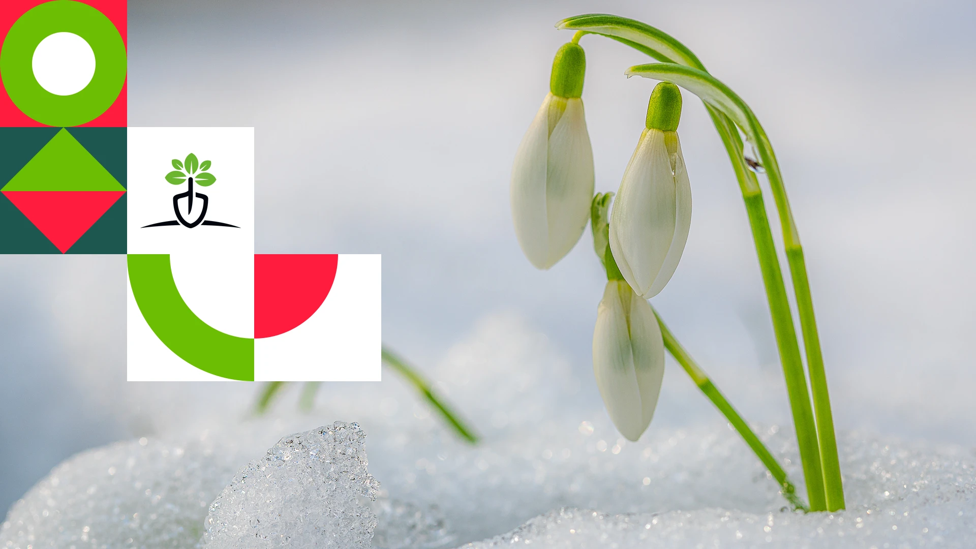 Luty w ogrodzie - kalendarz prac na cały miesiąc