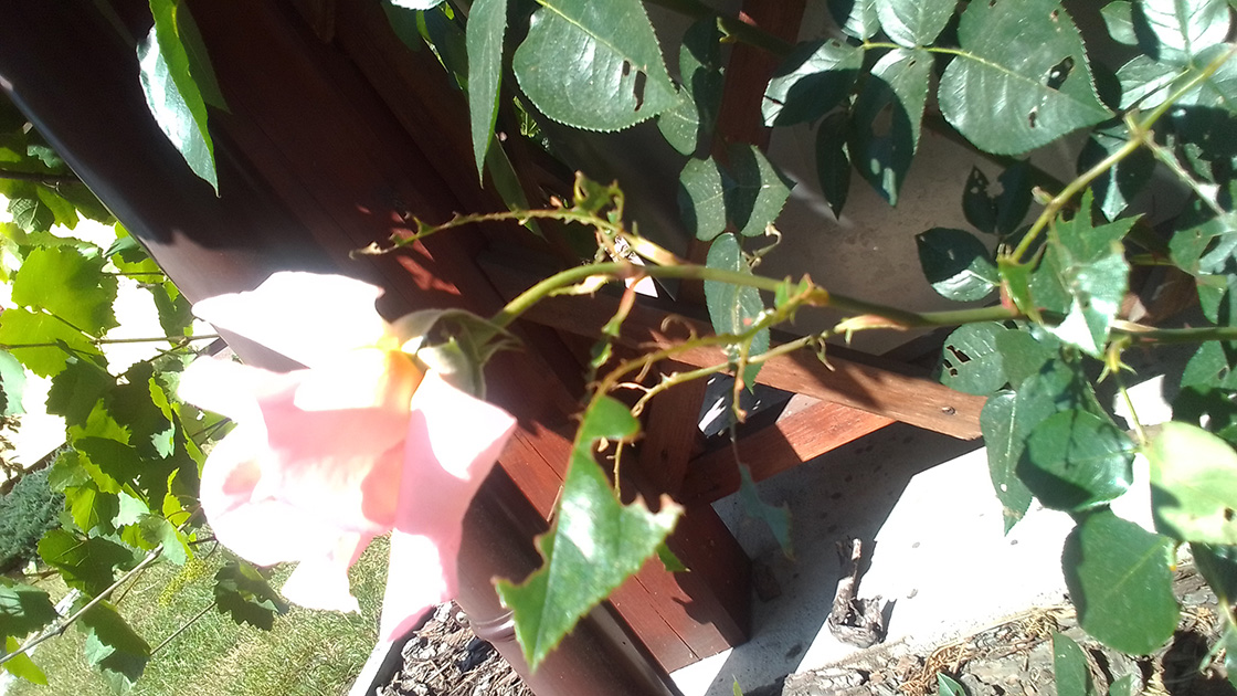 Co na mszyce? - sposoby domowe, ekologiczne i chemiczne