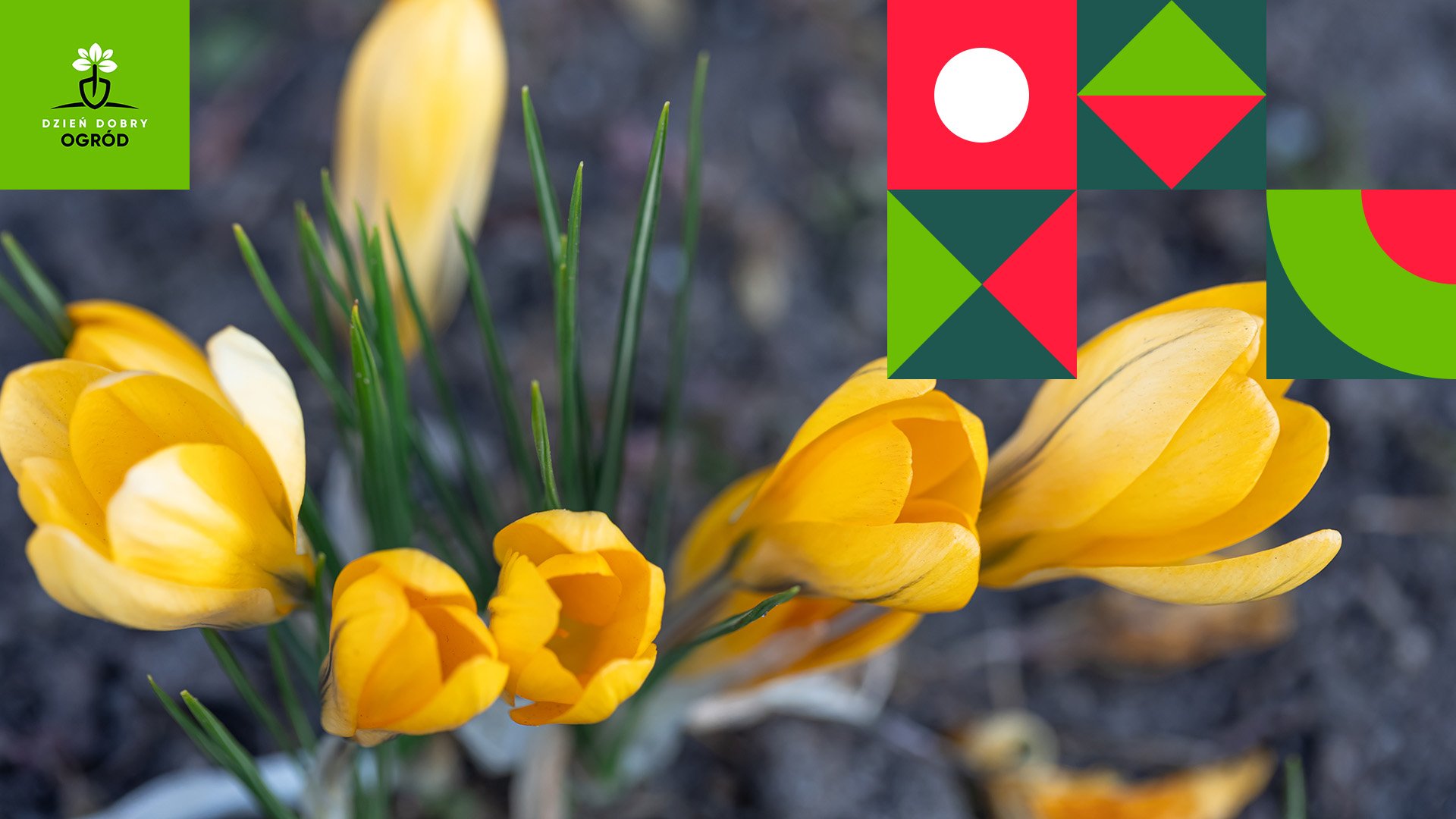 Marzec w ogrodzie. Wykorzystaj ostatnie chwile przed nadejściem wiosny