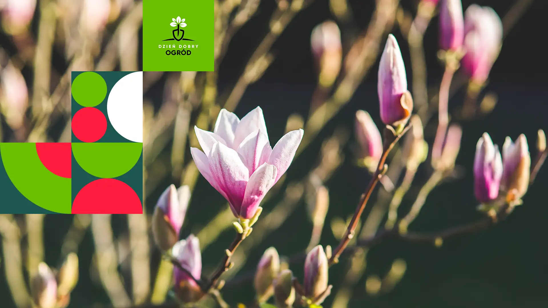 Kwiecień w ogrodzie. Czym się zająć, kiedy wiosna rozgościła się na dobre?