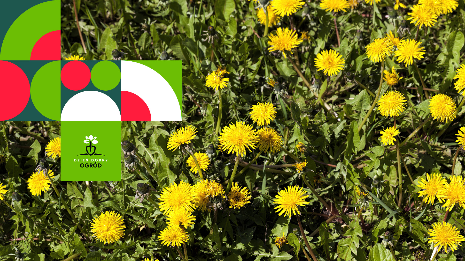 Maj w ogrodzie - co trzeba zrobić? Prace, dzięki którym Twój ogródek nabierze kolorów