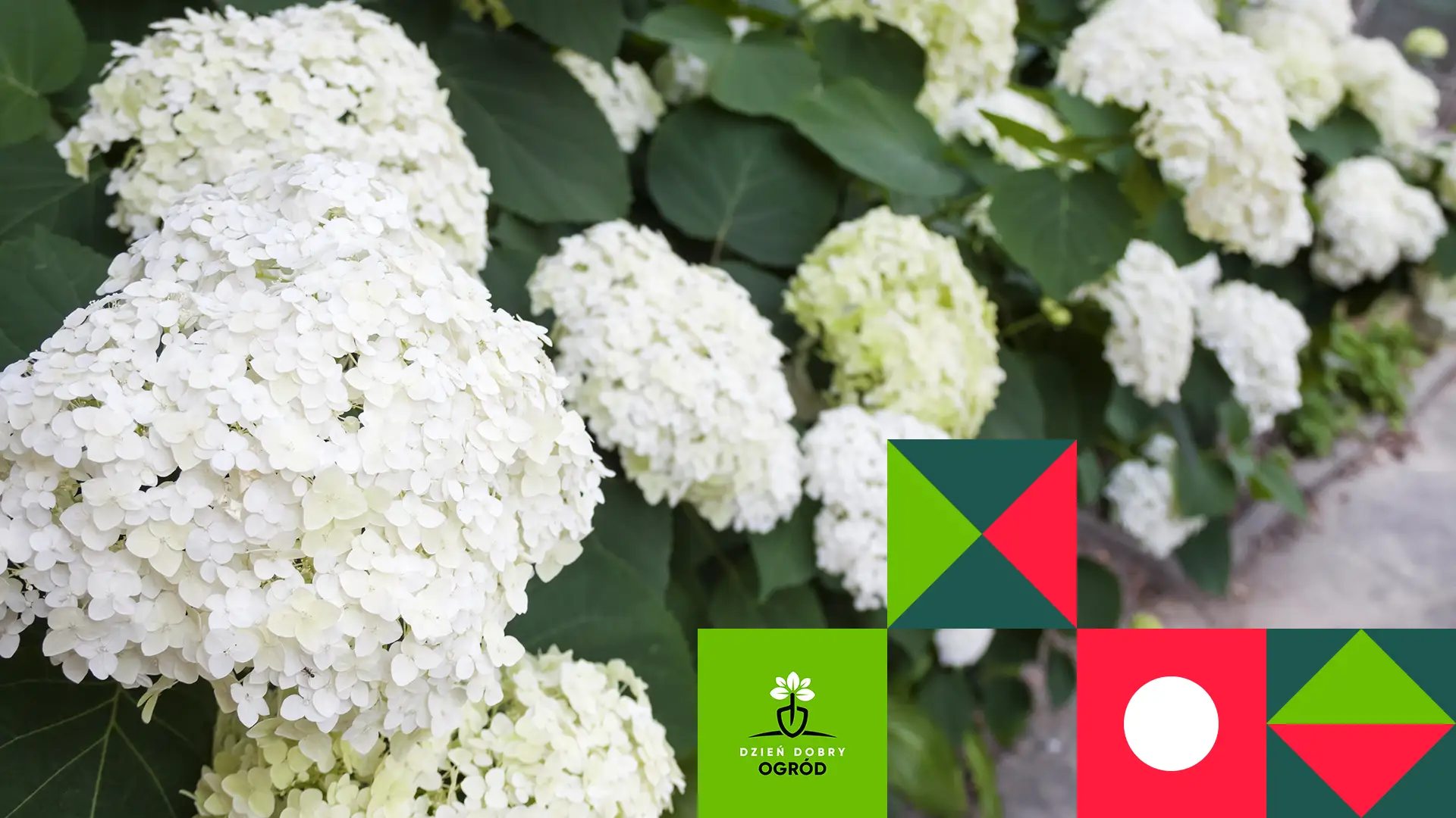 Hortensja drzewiasta - wszystko, co musisz wiedzieć o jej pielęgnacji