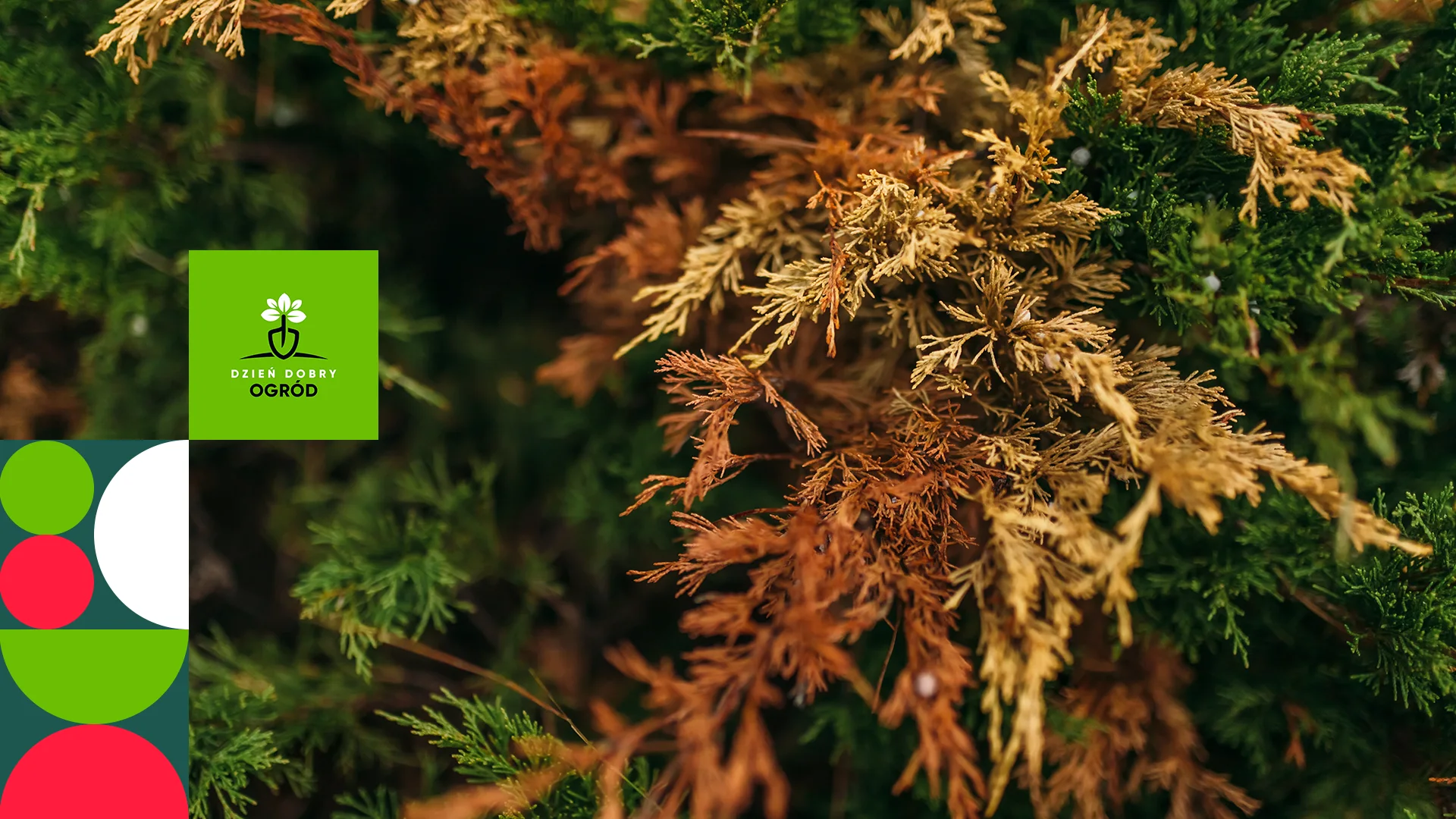 Przędziorki - zwalczanie, odstraszanie i zapobieganie. Jak sobie radzić, kiedy roztocza zjadają Twoje rośliny?