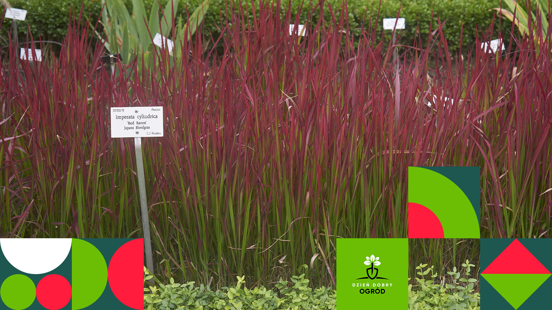 Czerwona trawa ozdobna - zaproś ją do swojego ogrodu