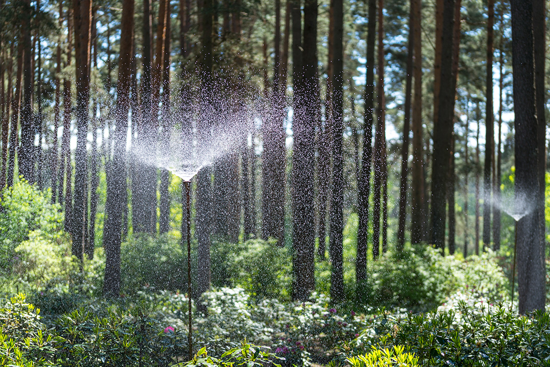 Mikoryza - rozwiązanie na suszę w ogrodzie?