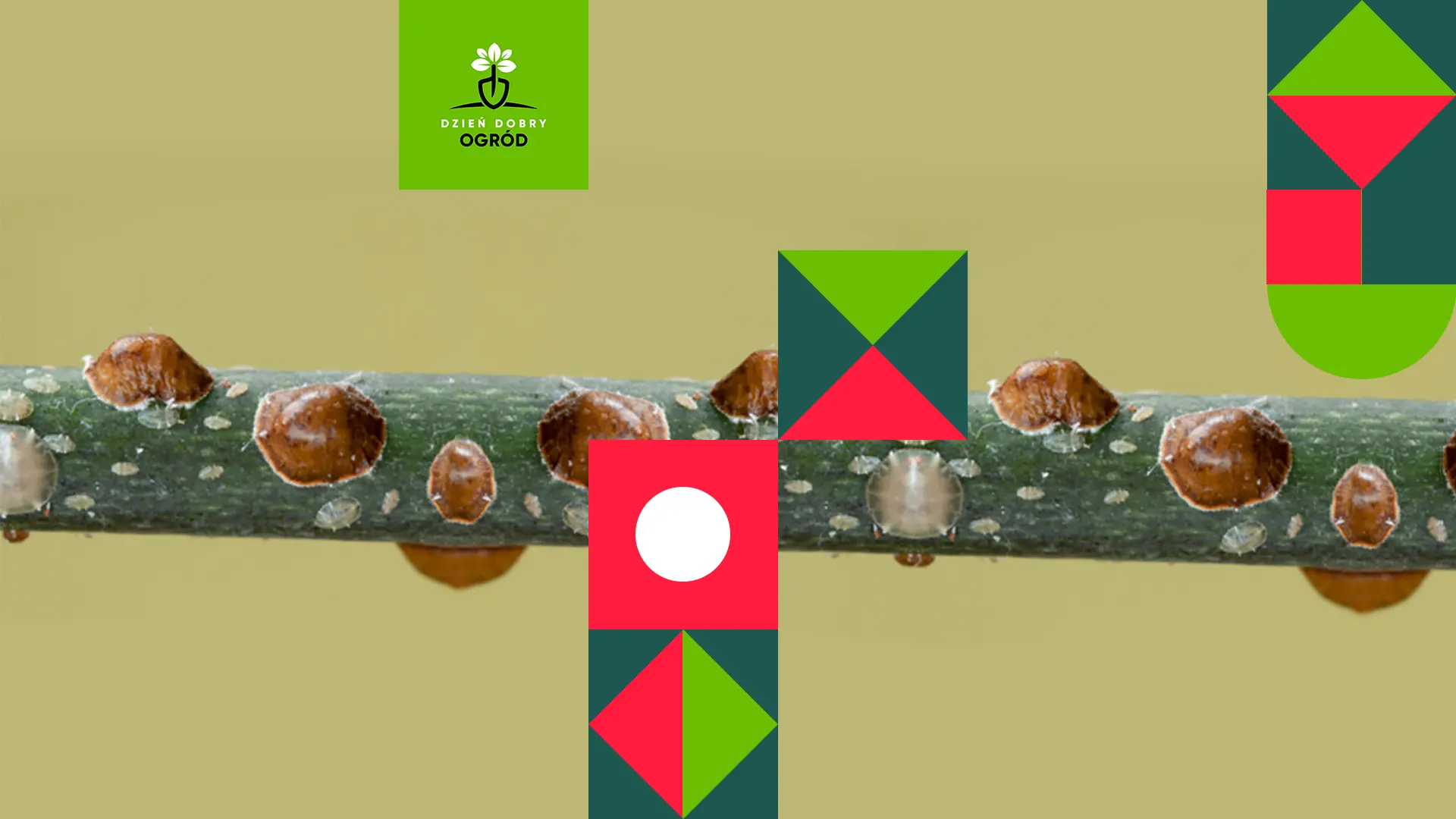 Tarczniki - objawy i zwalczanie. Poznaj 4 skuteczne metody, dzięki którym szybko się ich pozbędziesz