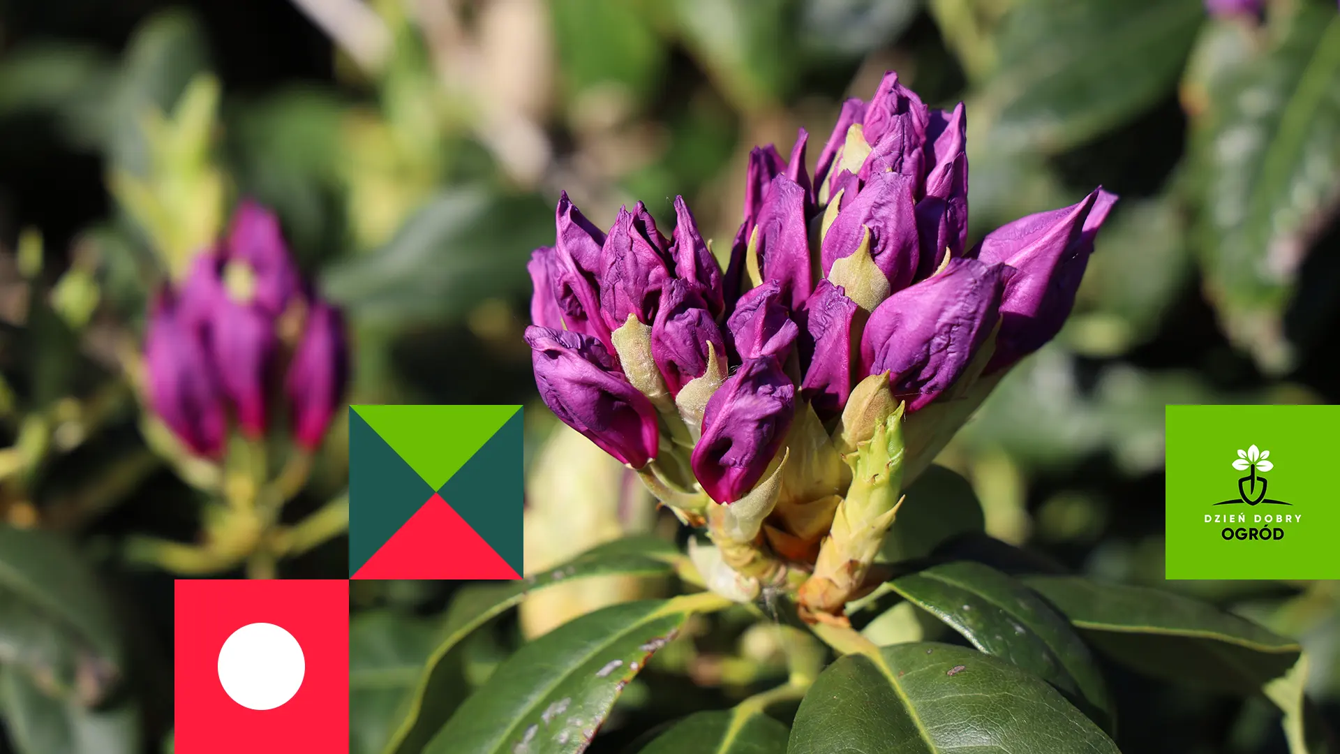 Choroby różaneczników. Rozpoznanie, leczenie i profilaktyka. Sposoby na piękne i zdrowe krzewy