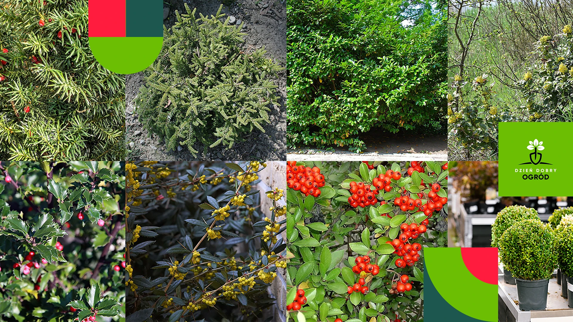 Rośliny na żywopłoty zimozielone. 11 odmian do Twojego ogrodu