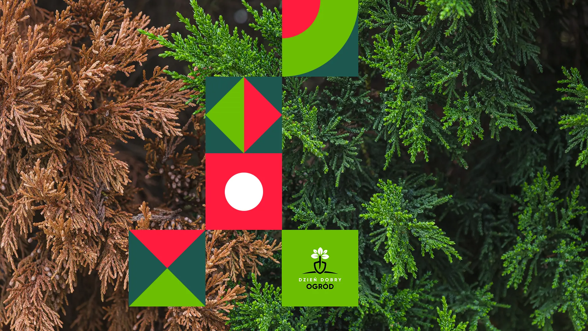 Brązowienie tui - 7 przyczyn zmiany koloru gałęzi. Jak pielęgnować żywotniki, żeby zdrowo rosły?