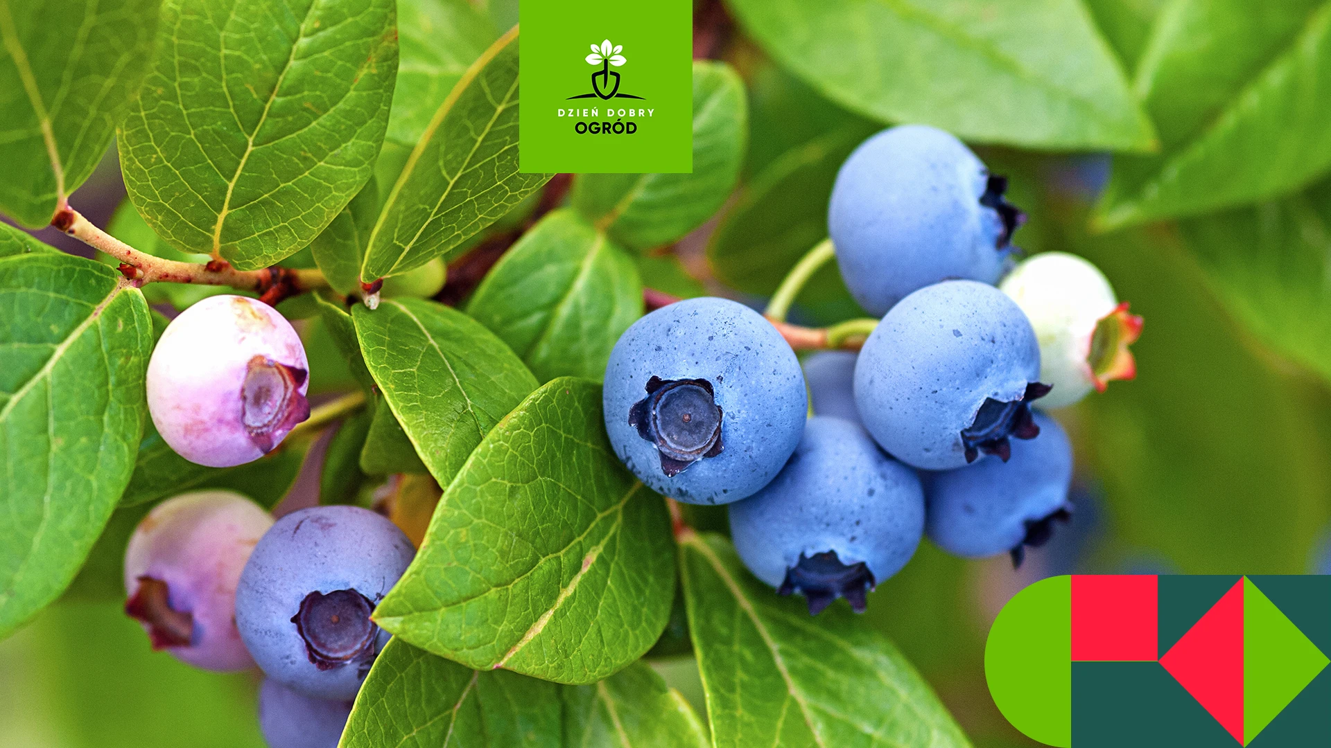 Borówka amerykańska: uprawa i pielęgnacja. Co zrobić, żeby mieć własne owoce?