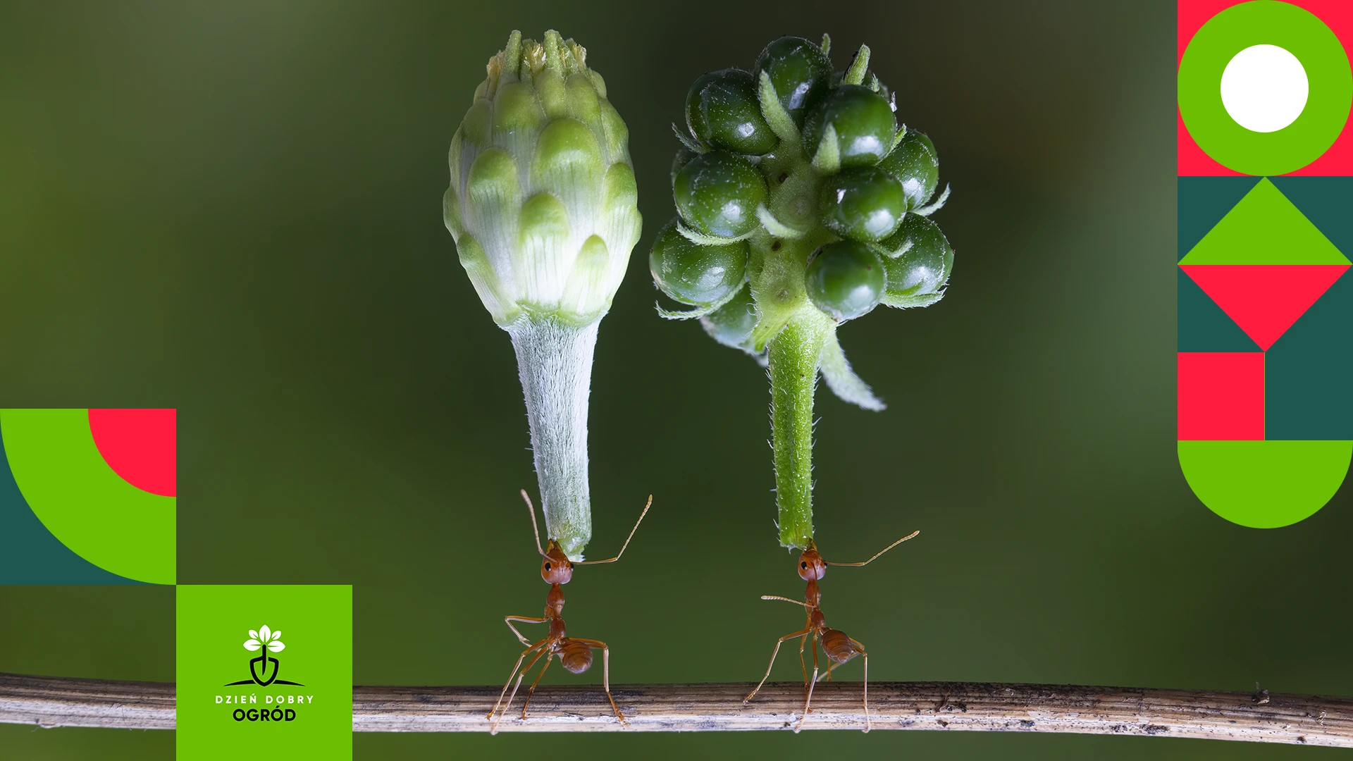 Domowe sposoby na mrówki - 13 skutecznych metod