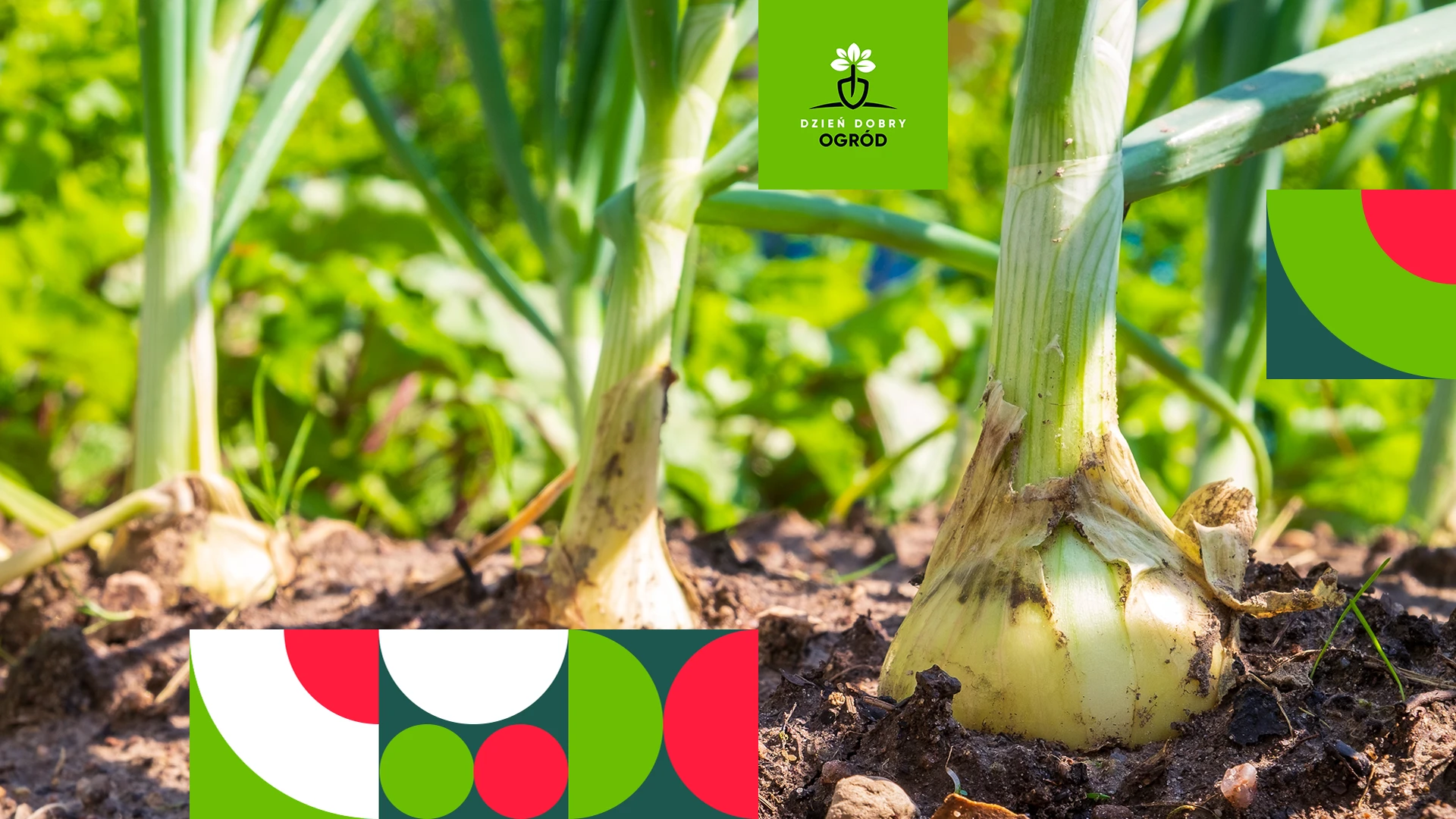 Sierpień w ogrodzie - jakie prace wykonujemy? Plan pracy dla ogrodników