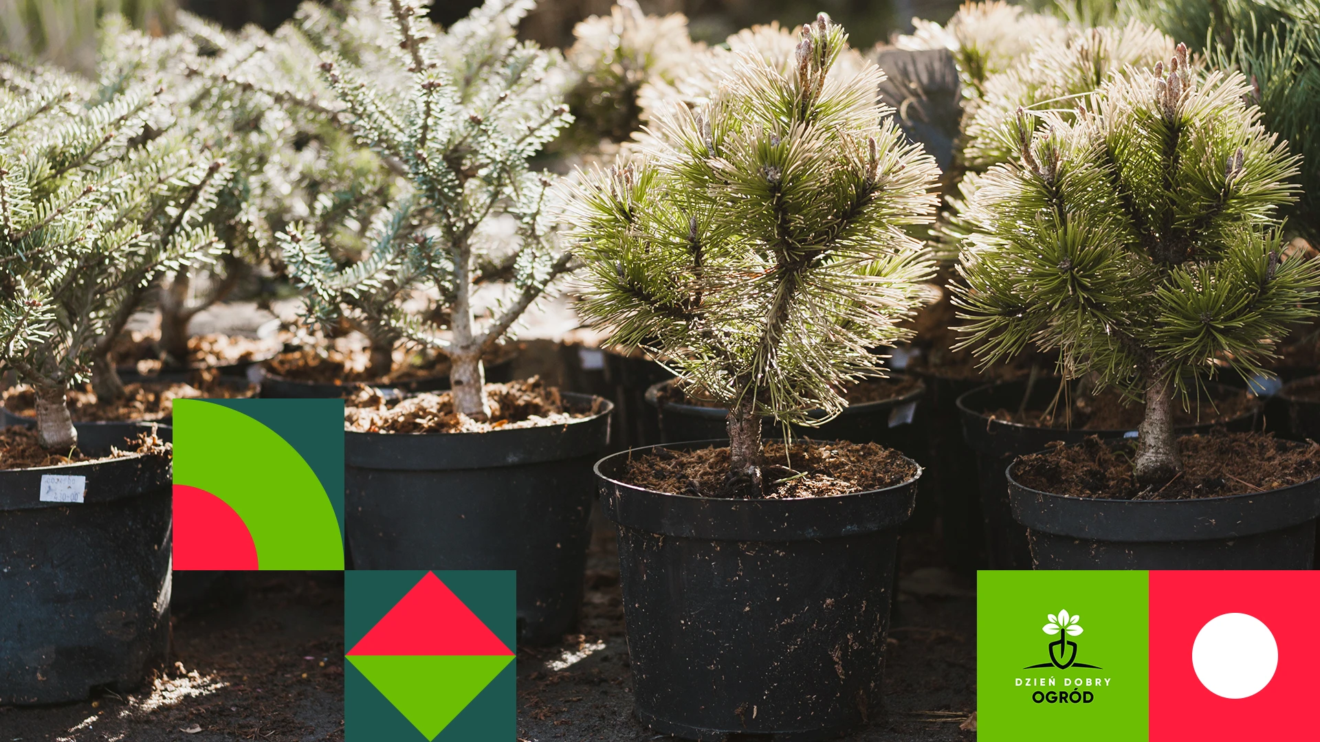 Miniaturowe drzewka ozdobne do ogrodu. 12 odmian miniaturowych roślin liściastych i iglastych