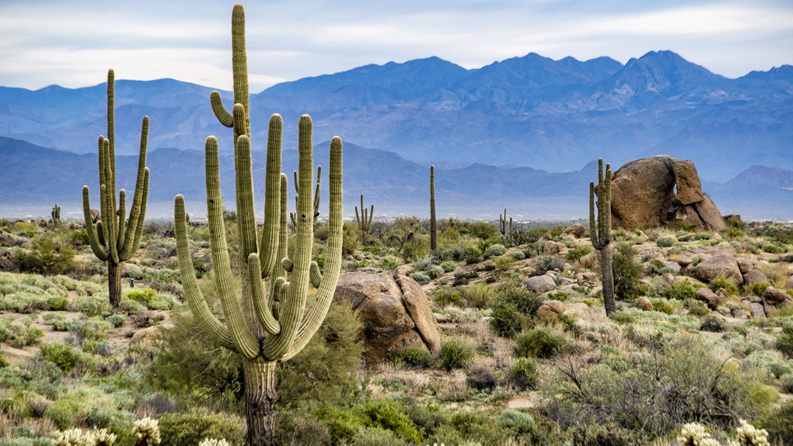 Rośliny sucholubne do Twojego ogrodu - jakie kwiaty, krzewy i drzewa?