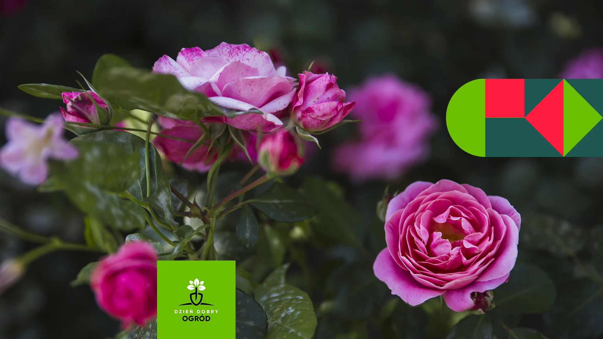 Rozmnażanie róż - 7 sposobów na róże z sadzonek, łodyg i nasion. Nowe róże krok po kroku