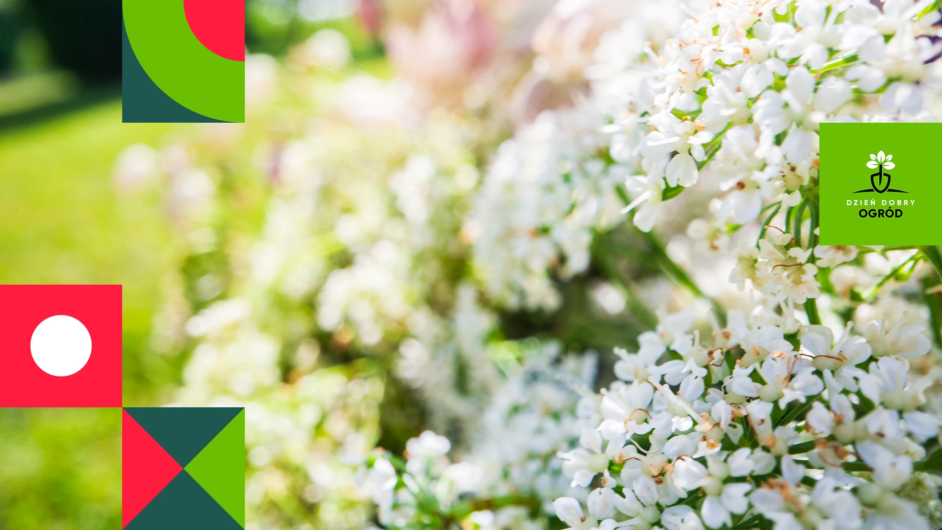 Wieloletnie białe kwiaty do ogrodu. 10 odmian na stanowiska słoneczne i cieniste