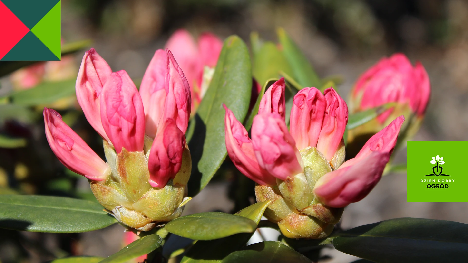 Różanecznik (rododendron)